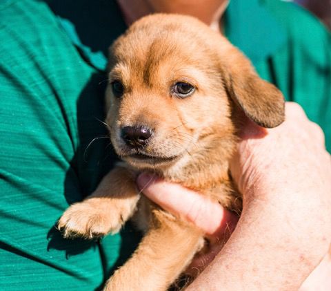 G pup Gumbo.jpg